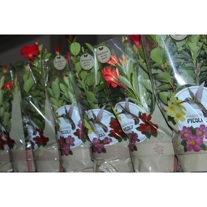 DIPLADENIA PICOLI P14 VARIADO