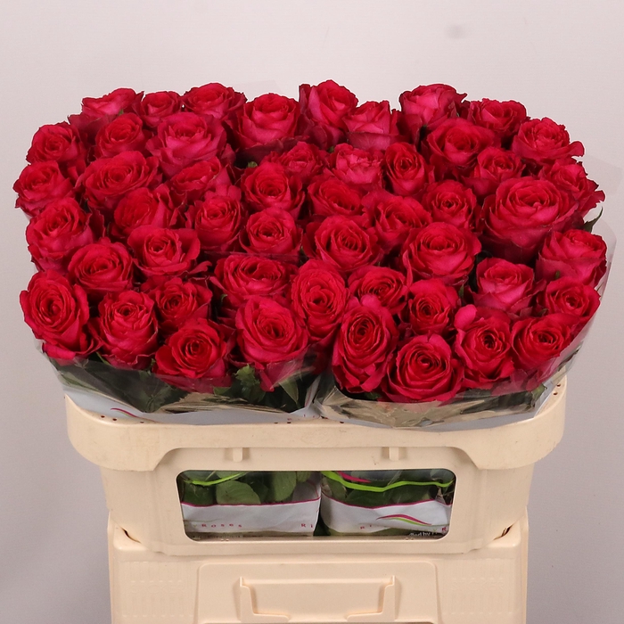 <h4>R GR Madam Cerise</h4>