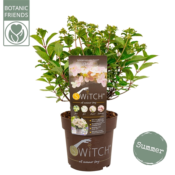 <h4>Hydrangea pan. (S)witch Ophelia</h4>