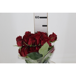 ROSA SAMOURAI 050 CM ESTUFA