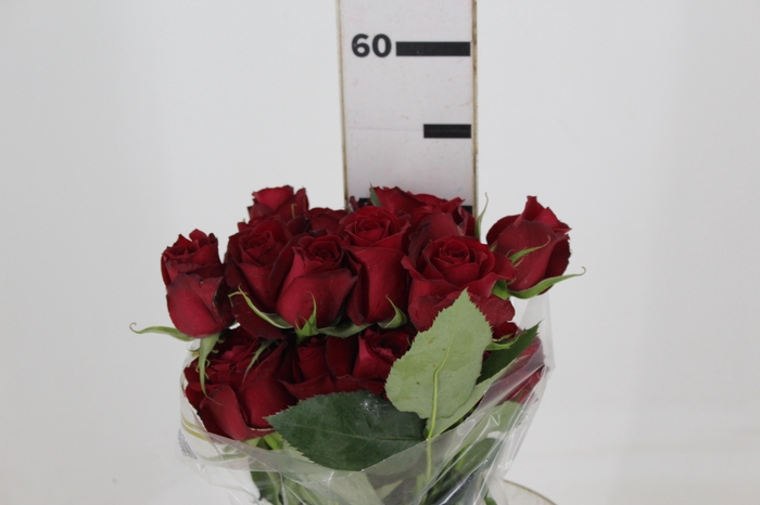 <h4>ROSA SAMOURAI 050 CM ESTUFA</h4>