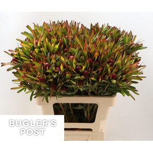 LEUCAD AYOBA CH PEAR