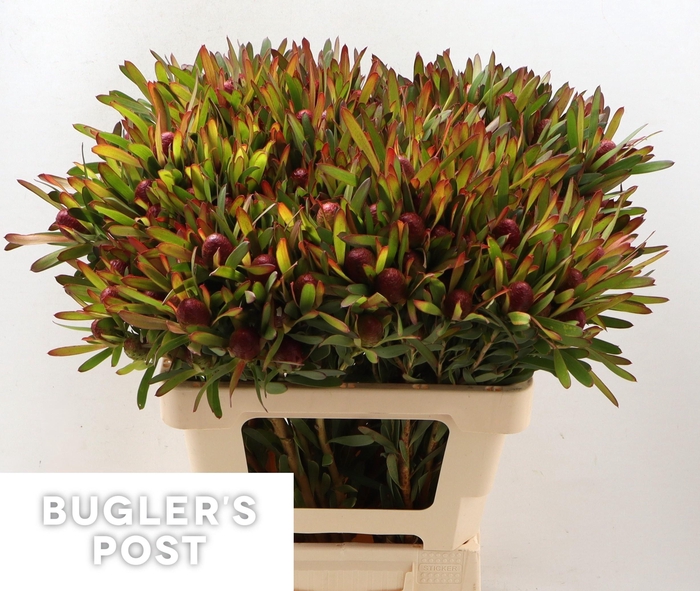 <h4>LEUCAD AYOBA CH PEAR</h4>