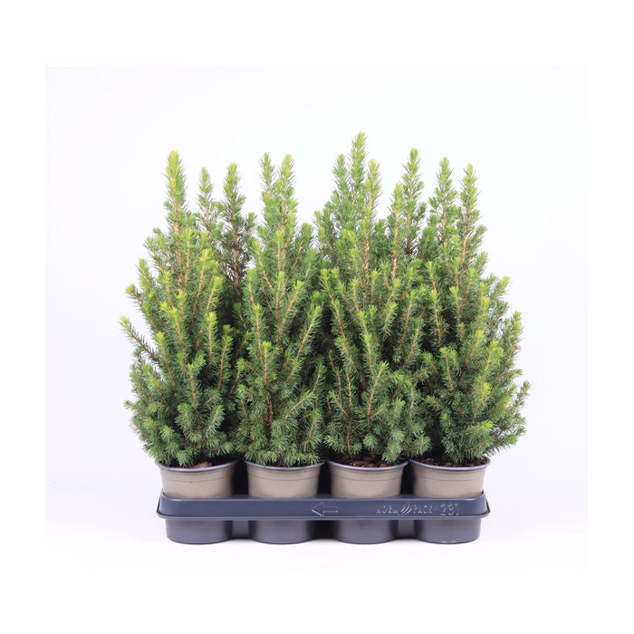 <h4>Picea glauca 'Perfecta'</h4>