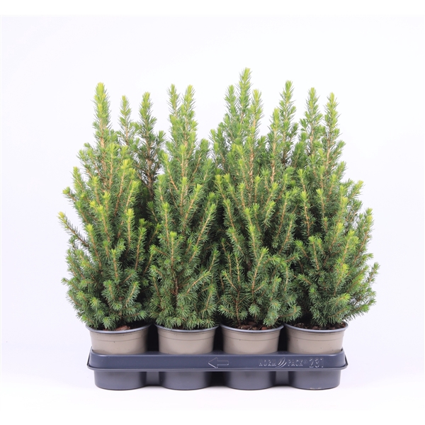 <h4>Picea glauca 'Conica'</h4>