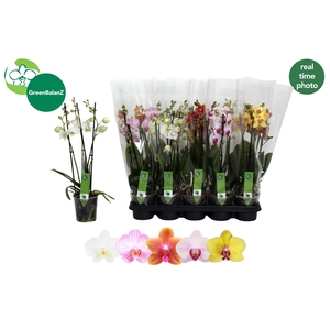 PHAL GEM