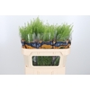 Lepidium Green Bell