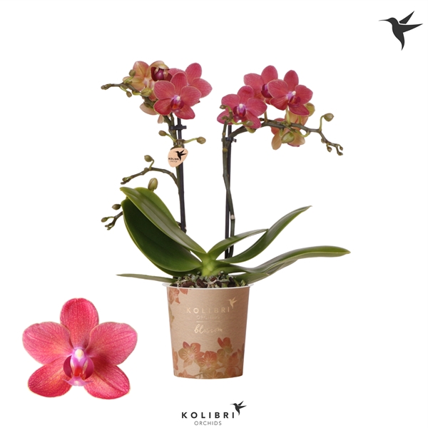 <h4>Kolibri Orchids Phalaenopsis Blossom Congo 2 spike</h4>