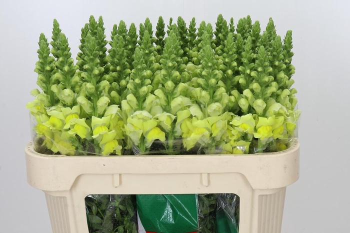 <h4>Antirrhinum Opus Yellow</h4>