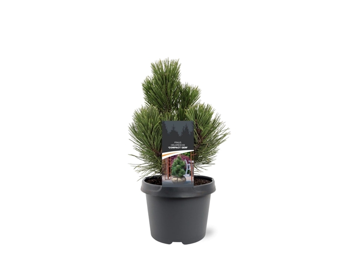 <h4>Pinus heldreichii Compact Gem</h4>