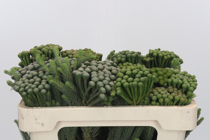 <h4>Kaaps Groen Albiflora</h4>