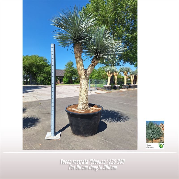 <h4>Yucca rostrata "Medusa"</h4>