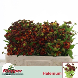 HELEN AUTUMN FIRE