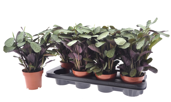 <h4>CTENANTHE AMAGRIS</h4>