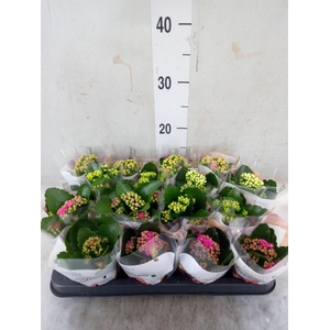 Kalanchoe blos. 'RoyalDon'   ..mix