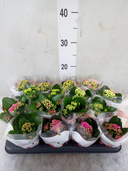 <h4>Kalanchoe blos. 'RoyalDon'   ..mix</h4>