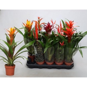 BROMELIA GEM