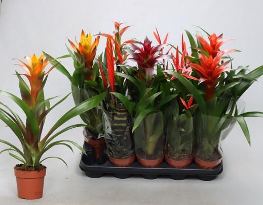 <h4>BROMELIA GEM</h4>