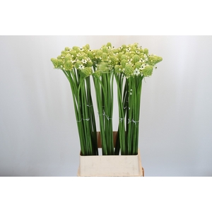 Ornithogalum Saundersiae