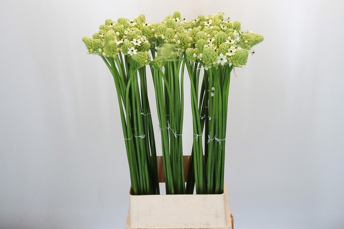 <h4>Ornithogalum Saundersiae</h4>