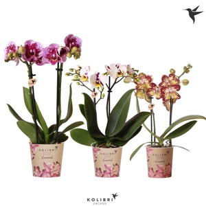 Kolibri Orchids Phalaenopsis Diamond mix 2 spike