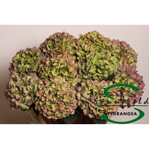 HYDR M CH VERE BL CL