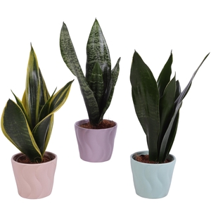 Sansevieria mix Ø09cm in Ø11cm Ceramic SE662