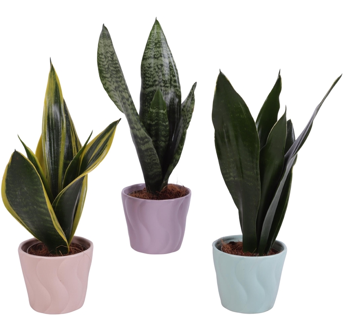 <h4>Sansevieria mix Ø09cm in Ø11cm Ceramic SE662</h4>