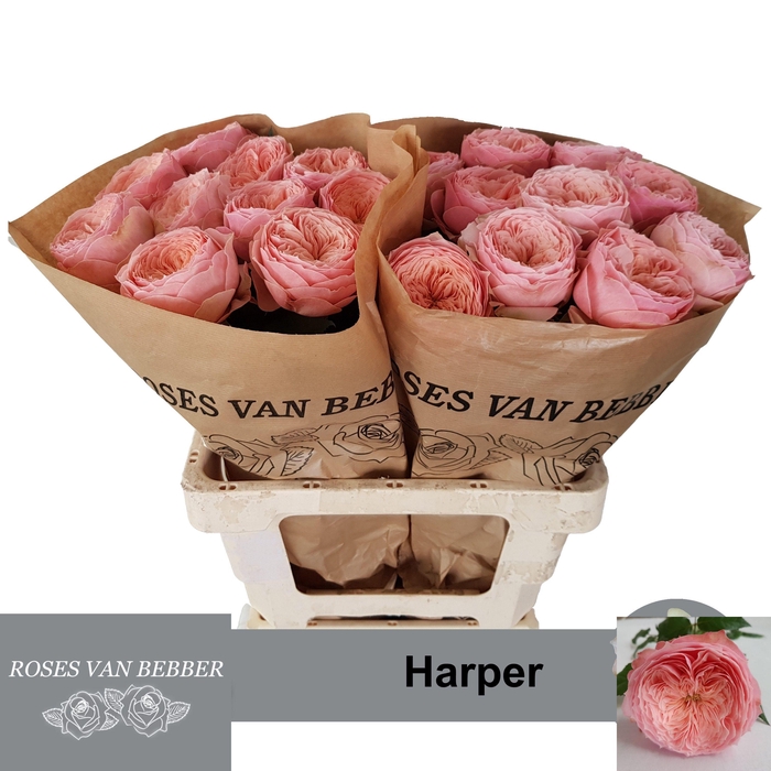 <h4>R GR HARPER!</h4>