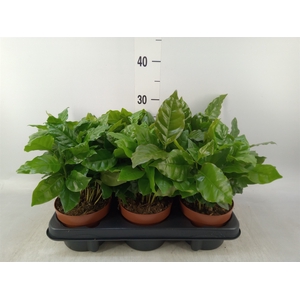 Coffea arabica
