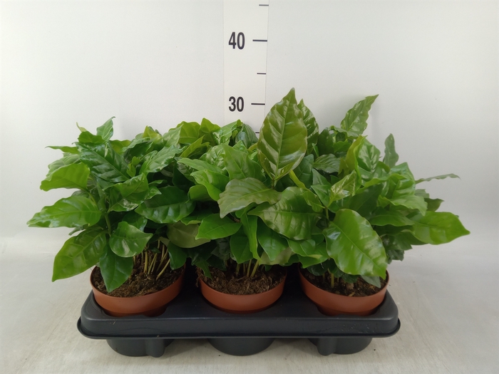 <h4>Coffea arabica</h4>