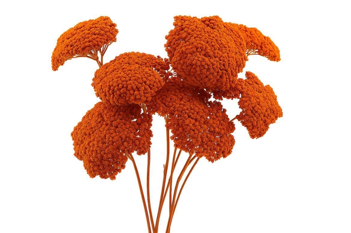 <h4>Dried Achillea Orange X5 Bunch</h4>