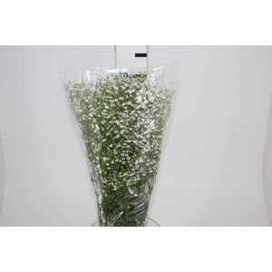 GYPSOPHILA PANICULATA PEARLS BLOSSOM 070 CM MIN 250 GRAMAS