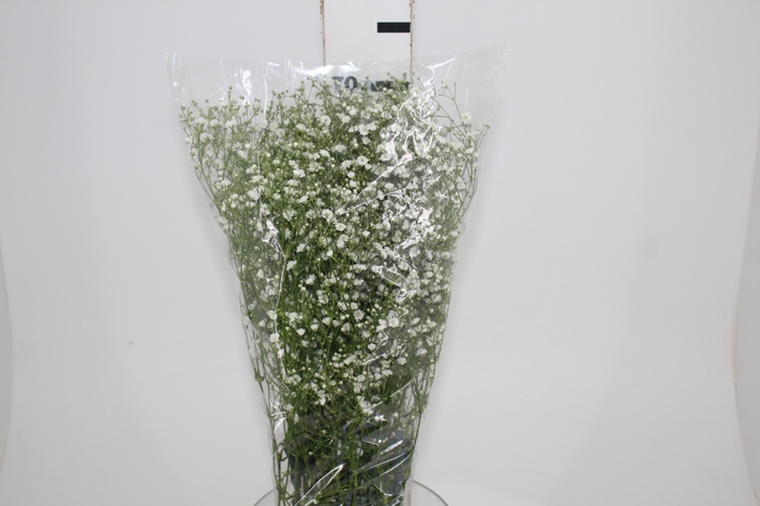 <h4>GYPSOPHILA PANICULATA PEARLS BLOSSOM 070 CM MIN 250 GRAMAS</h4>