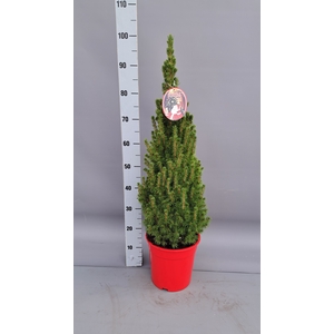 PICEA GL CONICA