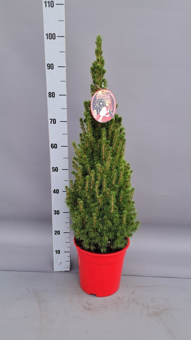 <h4>PICEA GL CONICA</h4>