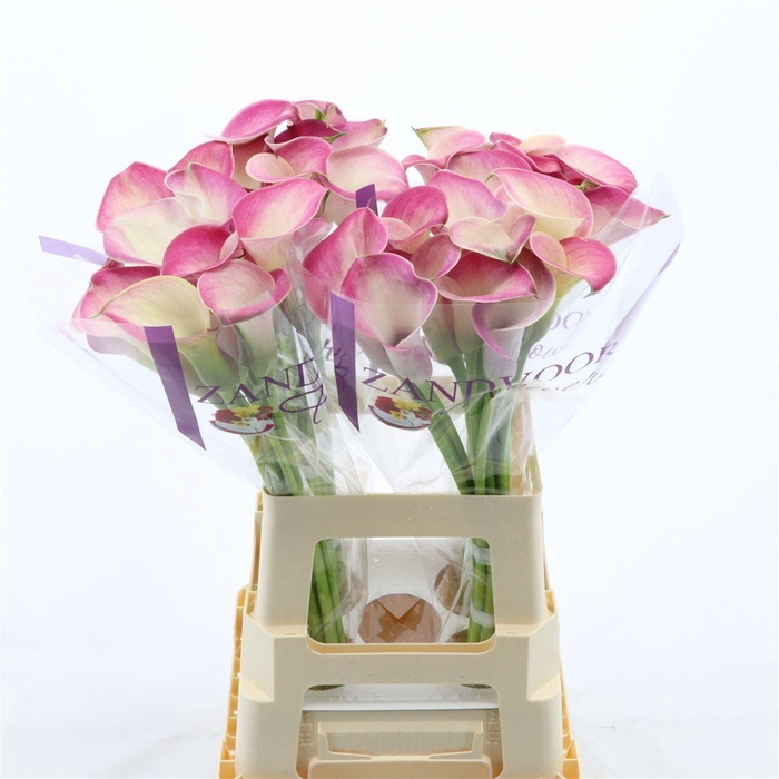 <h4>Calla Denver | Dubbelbloemig</h4>