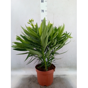Nerium oleander   ...