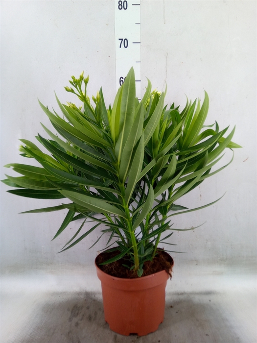 <h4>Nerium oleander   ...</h4>