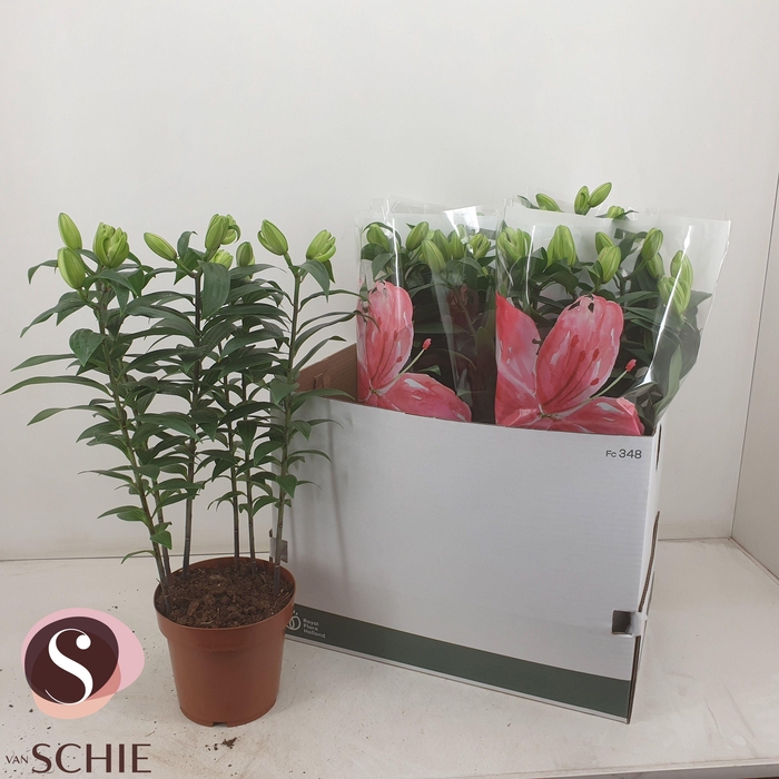 <h4>LIL OR DU RL ZETA</h4>