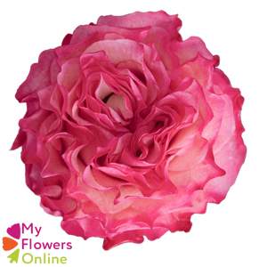 R Gr Enchantment Bicolor Pink 50cm EC