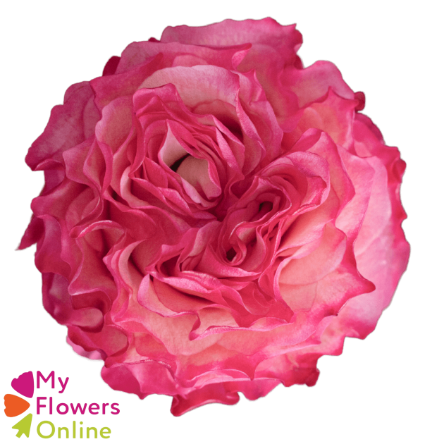 <h4>R Gr Enchantment Bicolor Pink 50cm EC</h4>
