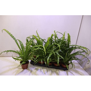 arr8 Asple Ant Osaka