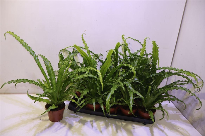 arr8 Asple Ant Osaka