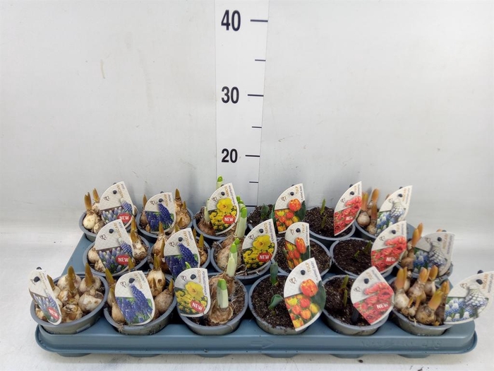 <h4>Bolbloemen   ...mix</h4>