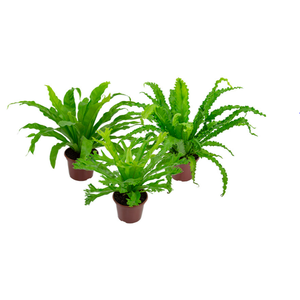 ASPLENIUM VARIADO P14