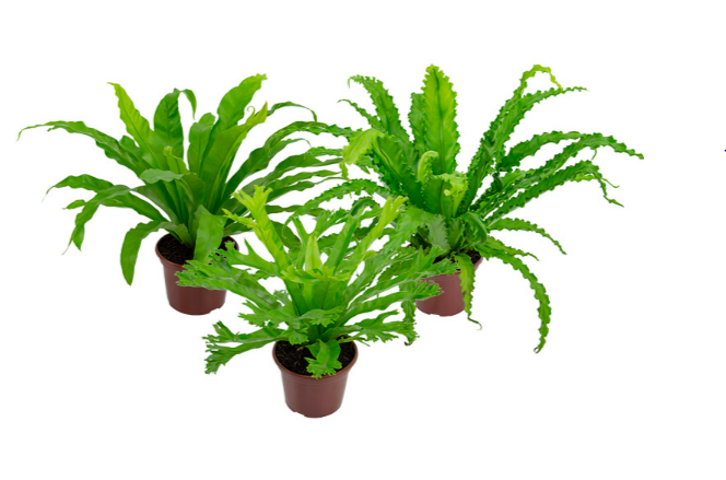 <h4>ASPLENIUM VARIADO P14</h4>