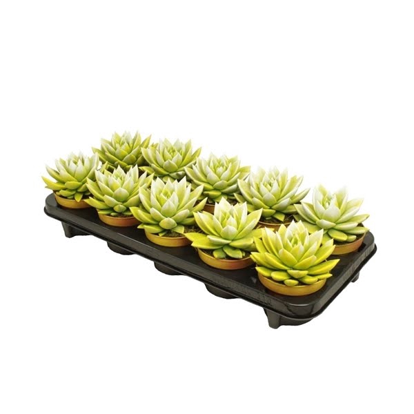 <h4>Echeveria bicoloured yellow/white</h4>