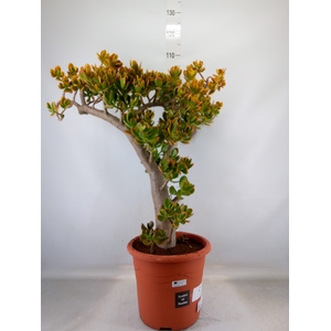 Crassula ovata 'Sunset'