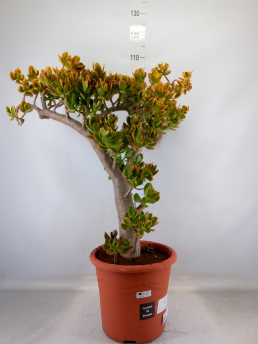 <h4>Crassula ovata 'Sunset'</h4>